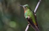 Colibri de Matthews