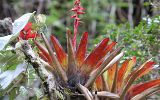 Bromelia