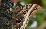 Papillon oeil de hibou