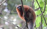 Callicebes rouges (titis)