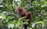 Callicebes rouges (titis)