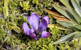 Gentianella ou nototriche ?