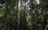 Forêt amazonienne
