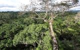 Forêt amazonienne