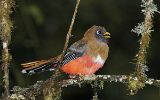 Trogon masqué femelle