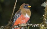 Trogon masqué femelle