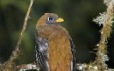 Trogon masqué femelle