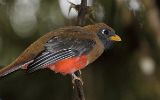 Trogon masqué femelle