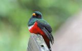 Trogon masqué mâle
