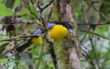 Tangara à nuque jaune