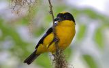 Tangara à nuque jaune