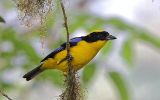 Tangara à nuque jaune