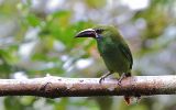Toucanet à croupion rouge
