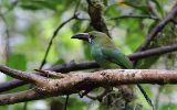 Toucanet à croupion rouge