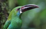 Toucanet à croupion rouge