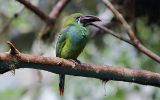 Toucanet à croupion rouge
