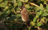 Bulbul somalien