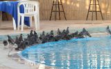 Pigeons biset à la piscine de l'hotel