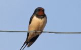 Hirondelle rustique