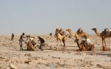 Chargement des dromadaires et anes avec les plaques de sel