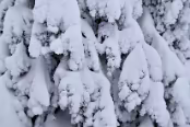 FIN_0118