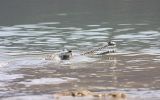 Gavial du Gange