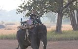 Un mahout (cornac) à la recherche de tigres