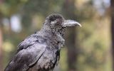 Corbeau à gros bec
