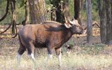Gaur