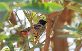 Bulbul à ventre rouge
