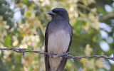 Drongo à ventre blanc