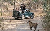 Les tigres du Bengale rencontrés par hasard (hors tiger show) dans les parcs de Ranthambore, Chambal, Bandhavgarh et Khana