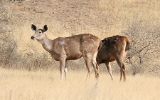 Cerfs sambar femelles