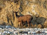 INDE0536 Sambar