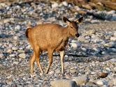 INDE0546 Sambar
