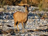 INDE0554 Sambar
