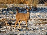 INDE0564 Sambar