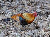 INDE0669 Coq bankiva
