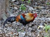 INDE0677 Coq bankiva