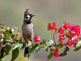 INDE2214 Bulbul à joues blanches