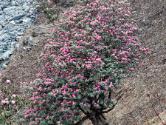 IND_0081 Rhododendron arboreum