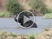Elephant Éléphant au bain (parc Corbett)
