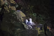 ISL_7265 Fulmars boréaux