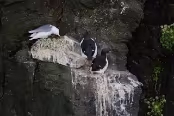 ISL_7268 Mouette tridactyle au nid et guillemots de Brünnich