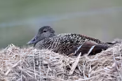 ISLA5078 Eider à duvet femelle couvant