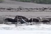 ISLA5173 Phoques veau marin