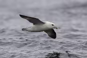 ISL_6618 Fulmar boréal