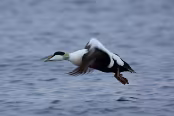 ISL_6682 Eider à duvet mâle