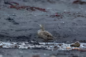ISL_6740 Eider à duvet femelle