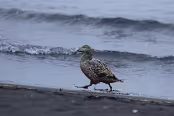 ISL_6759 Eider à duvet femelle